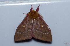 Winbrechlinia