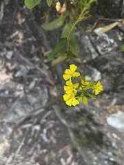 Goodenia ovata
