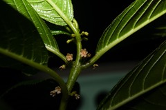 Siparuna glabrescens