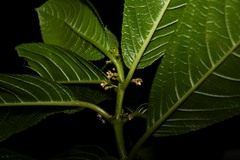 Siparuna glabrescens