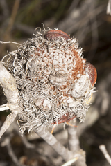 Banksia sphaerocarpa