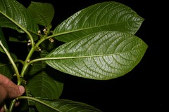 Siparuna glabrescens