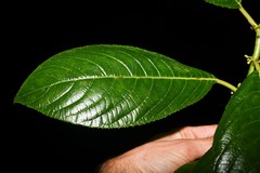 Siparuna glabrescens