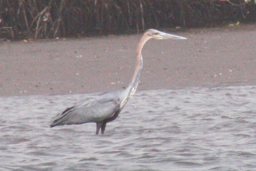 Ardea goliath