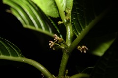 Siparuna glabrescens