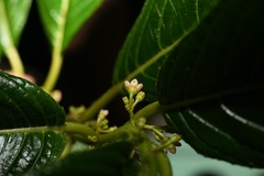 Siparuna glabrescens