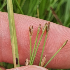 Eleocharis retroflexa