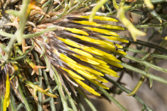 Banksia xylothemelia