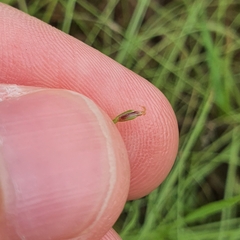 Eleocharis retroflexa