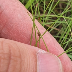 Eleocharis retroflexa