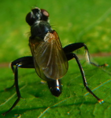 Cordilura