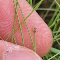 Eleocharis retroflexa