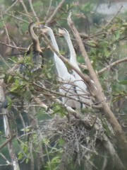 Anhinga melanogaster