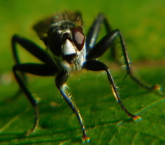 Cordilura