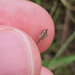 Eleocharis retroflexa
