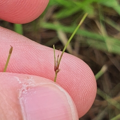 Eleocharis retroflexa