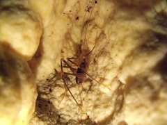 Dolichopoda geniculata