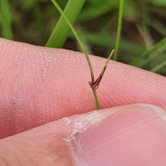 Eleocharis retroflexa
