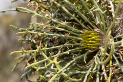 Banksia xylothemelia
