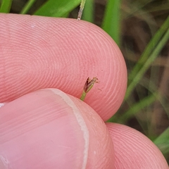 Eleocharis retroflexa