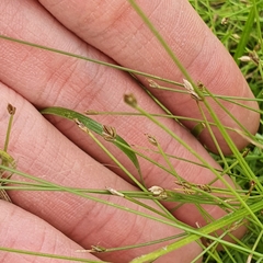 Eleocharis retroflexa