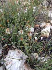 Elegia squamosa