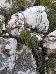 Elegia squamosa