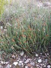 Elegia squamosa