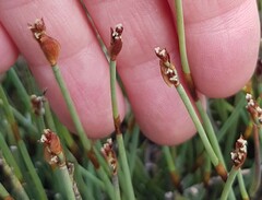 Elegia squamosa