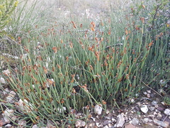 Elegia squamosa