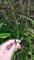 Carex solandri