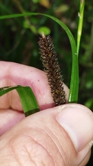 Carex solandri