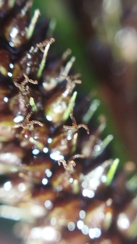Image of Carex solandri by (c) Joe Potter Butler, some rights reserved (CC BY)