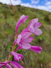 Watsonia knysnana
