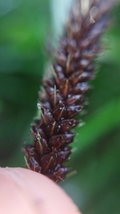 Carex solandri