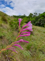Watsonia knysnana