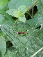 Methiolopsis geniculata