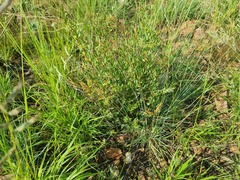 Cryptolepis oblongifolia