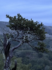 Arctostaphylos pallida