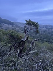 Arctostaphylos pallida