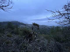 Arctostaphylos pallida