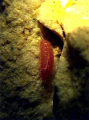 Androniscus