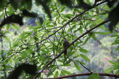 Pycnonotus zeylanicus