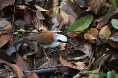 Garrulax leucolophus