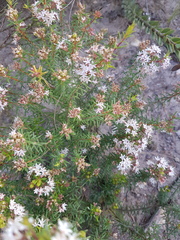 Agathosma foetidissima