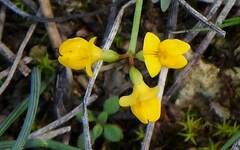Coronilla minima