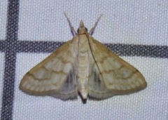 Paracorsia repandalis