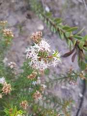 Agathosma foetidissima