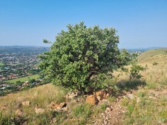 Brachylaena rotundata