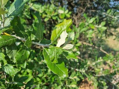 Brachylaena rotundata